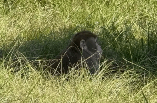 美国实验猴再次出逃，一名女子为保护孩子开枪打死了其中一只