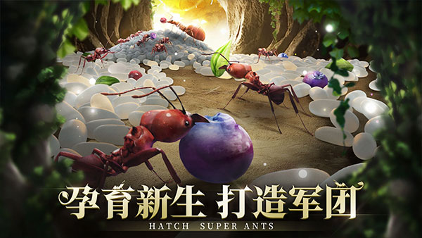 小小蟻國國際服