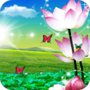 荷花唯美动态壁纸