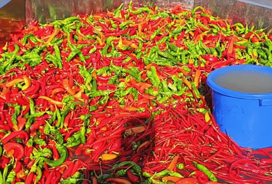 一鱼塘采用辣椒投喂鱼类塘主称：鱼的外观会更靓丽且肉质口感更佳