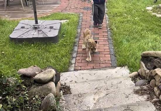 酒店推出特色小狮子叫醒服务，每晚收费628元，且每日仅限量开放20间客房可享此服务。