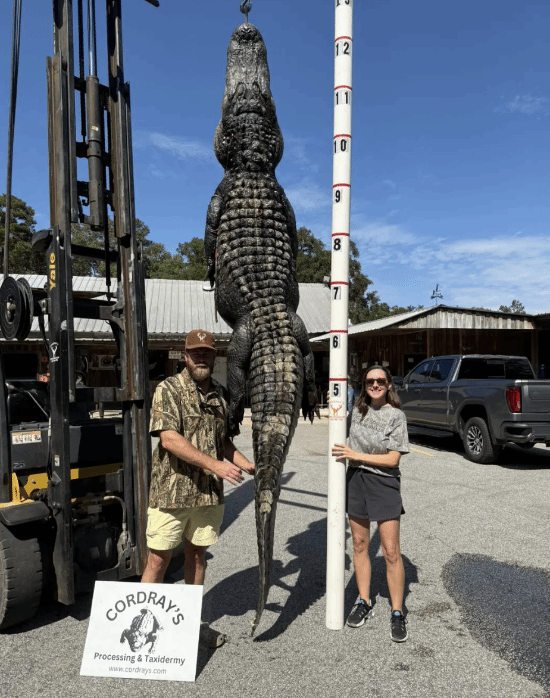 美国一女子产后五个月成功捕获一条3.6米长的巨鳄，打算把它做成地毯和香肠