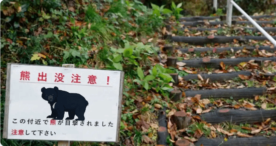 日本熊上演“装死戏码”！中枪后倒地假死趁猎人靠近突然发动攻击