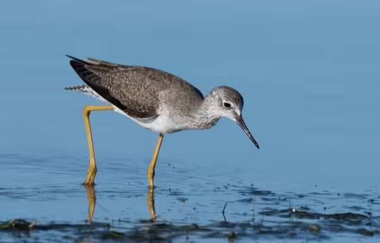 科学家首次发现人类具备鸟类般的远程触觉能力，无需直接接触即可感知隐藏的物体