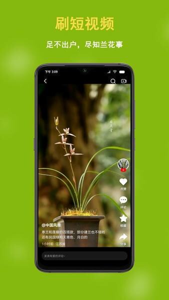 蘭花交易網(wǎng)圖1