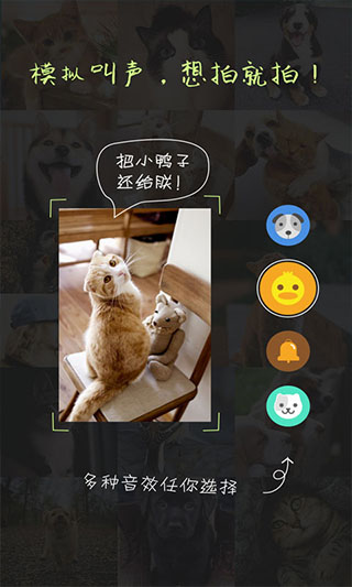 萌宠相机截图0