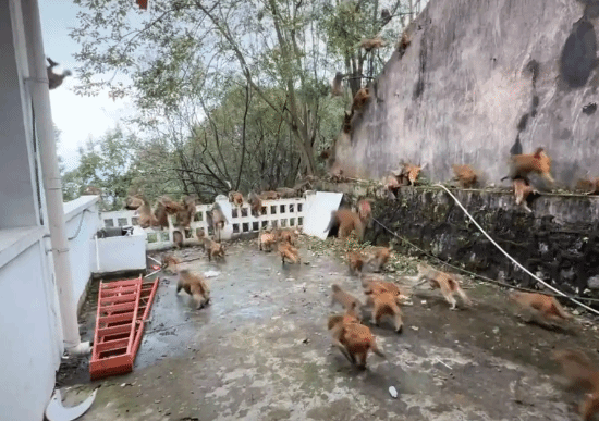 黔灵山的猴子数量多到“如同下雨般密集”，此前曾发布公告称其数量已远超环境承载力