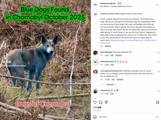 专家就切尔诺贝利蓝色流浪狗作出回应：确实不存在辐射变异的情况！