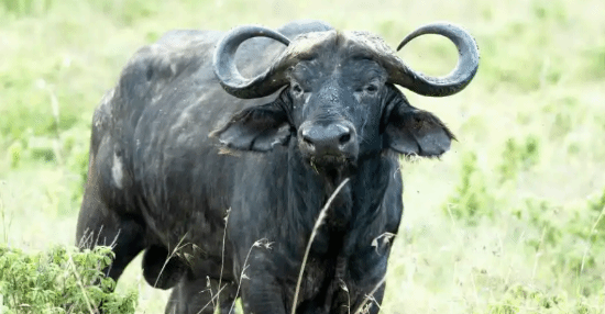 巴西一男子睡觉时遭天降1吨重巨牛砸中身亡同床妻子幸运躲过一劫毫发无伤