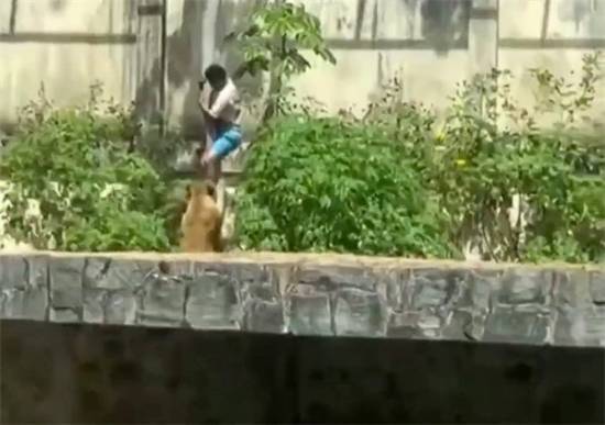 巴西一男子闯入狮子园区遭母狮攻击致死监控记录下事件全过程