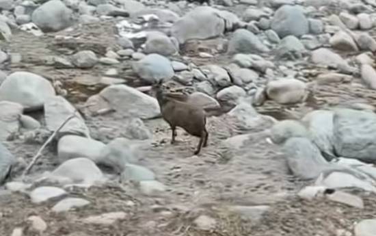 甘肃牧民意外拍到马麝！这可是国家一级重点保护动物，也是世界上最濒危的物种之一