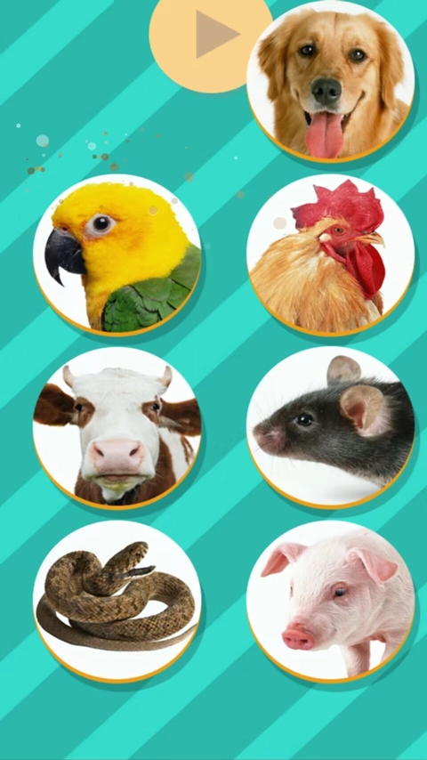 pettranslator动物语言翻译器