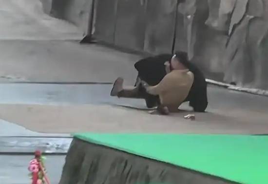 黑熊突然攻击饲养员？黑熊饲养员称这下我们火了