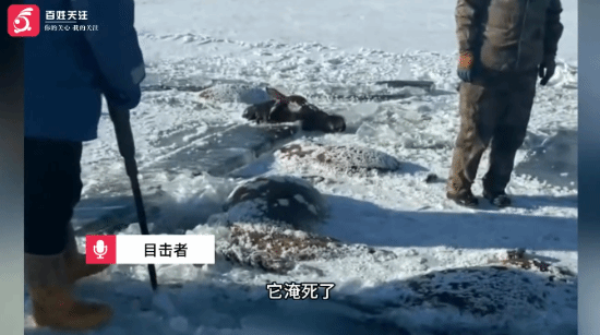 水库冰面下发现13匹冻死的马，马主人损失超30万元