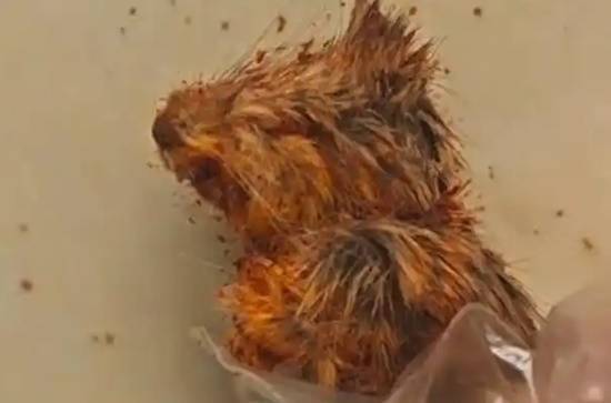 辣椒面中发现疑似鼠头的异物涉事厂家表示12年来从未发生过此类事件