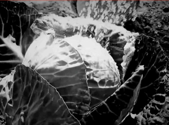 某恐怖游戏在Steam平台遭禁售，开发者表示未收到任何相关解释