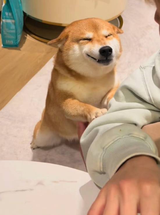 网红柴犬佩奇因标志性“飞机耳”与憨笑表情走红，日前不幸中毒离世