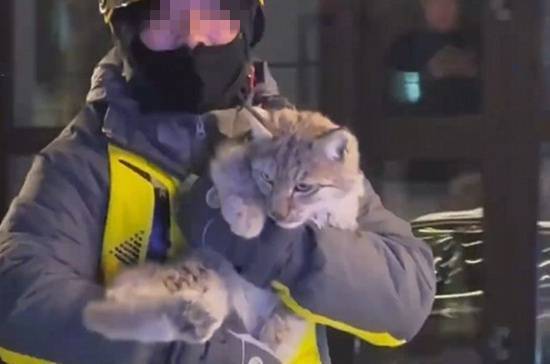 外卖员错把街头闲逛的猞猁当成大猫救下后续计划放归野外