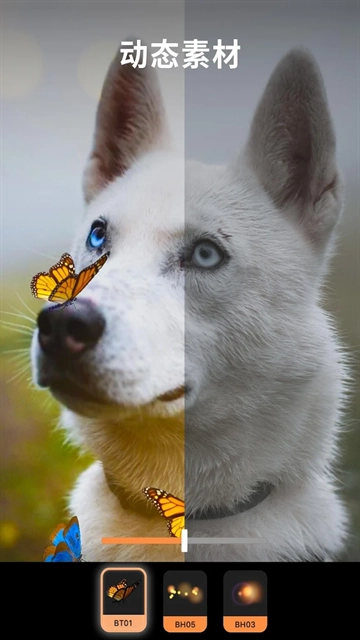 Pixaloop免费版图1