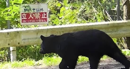 日本遭遇“熊尸围城”，正面临前所未有的熊尸危机
