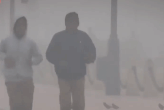 印度PM2.5浓度超出安全标准15到20倍，众多动物出现呼吸困难症状