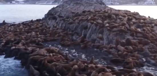 日本一座无人岛被北海狮密密麻麻占据当地渔业遭受巨大损失