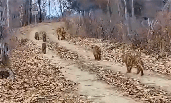 中国首次拍到“六虎同框”画面一胎五崽堪称世界罕见！