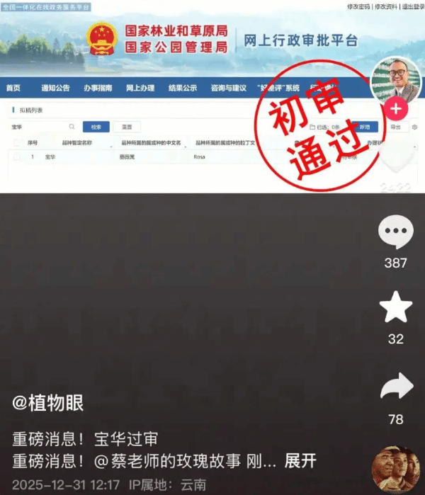 以二舅“宝华”之名命名的月季品种，已顺利通过初审！当事人表示，打算在过年时把这个好消息告诉二舅。