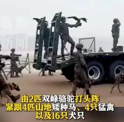 印度阅兵式将首次引入动物方队，骆驼作为先锋引领，猛禽与本土犬种紧随其后