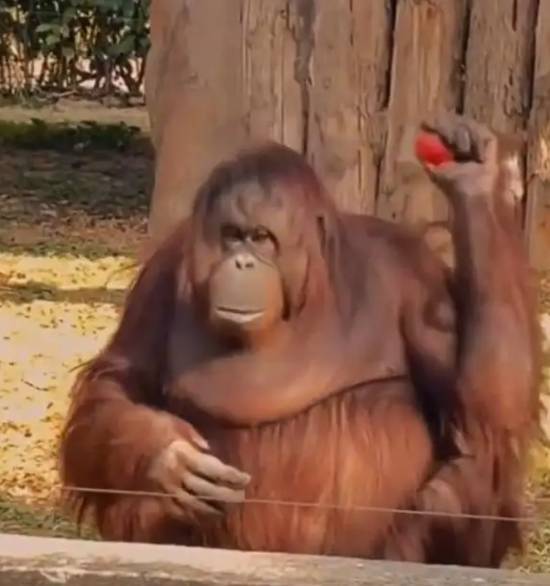 动物园猩猩获投喂后抱拳致谢网友调侃：再进化就要去上班了