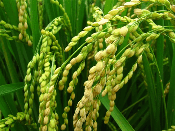 印度高调宣称大米产量已超过中国专家对此表示疑惑：这究竟是如何实现的？