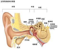 耳朵感知声音的过程中，哪一种细胞是必不可少的助力？