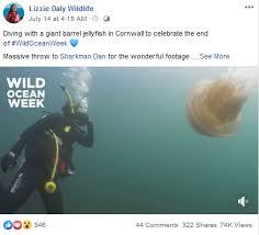 桶水母属于大型水母吗