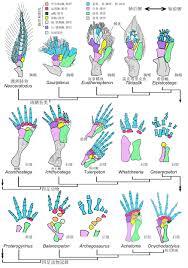海牛的前肢在演化历程中演变成了何种形态