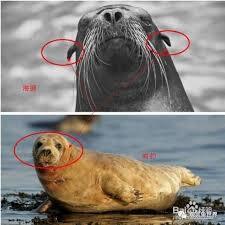 海狮与海豹之间最主要的差异体现在哪些方面呢？