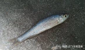 有“杂鱼之王”之称的麦穗鱼一般栖息在什么地方