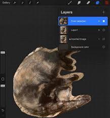 在Procreate里要怎样调整画布的背景颜色呢[多图]