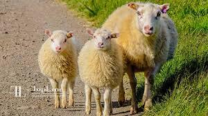 羊绒是从哪种羊身上获取的？它具备防寒保暖的功效吗