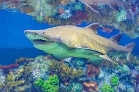 沙虎鲨还有个名字叫锥齿鲨，这是由于什么原因呢