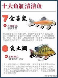 有哪一种鱼会为其他体型较大的鱼类提供清洁方面的服务