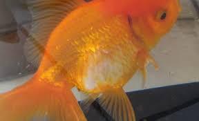 珍珠鳞金鱼的鳞片脱落之后，新长出来的鳞片会是什么样子呢