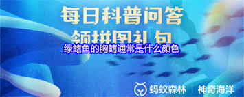 绿鳍鱼的胸鳍呈现出什么样的颜色呢