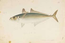 你能猜测一下蓝圆鲹的身体具备哪些特征吗？