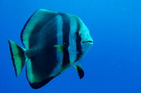 圆翅燕鱼的幼鱼会模仿哪类生物？