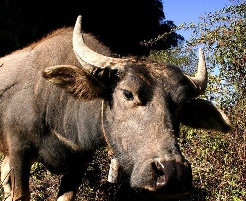 《英雄联盟》cosplay大赏，谁的还原度最高？