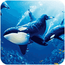 虎鲸模拟器最新版