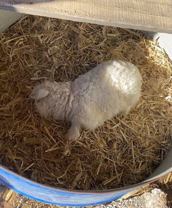 宁夏一只小羊凭借“装死”技能在网络上走红，曾有人开出13万元的价格想要买下它