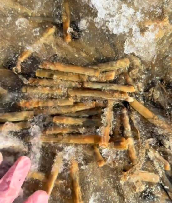 烟台遭遇暴雪后，海边遍地都是蛏子，网友感叹：根本捡不完