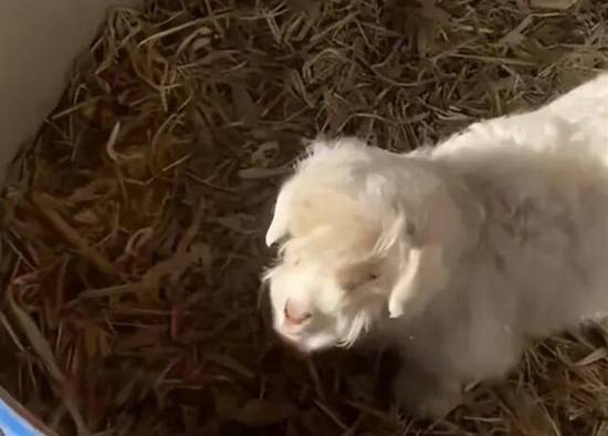 “装死羊”的身价如今已暴涨到30万元，它的主人给它起了个名字叫“羊肉串”