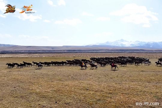 踏梦丝路，神骏驾临！《魔域》马年幻兽与张掖文旅开启跨界联动